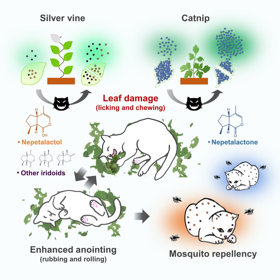 Graphical Abstract showing the effects of Silver vine and Catnip on cats. Silver vine contains Nepetalactol and other iridoids while catnip contains Nepetalactone. The central image shows a happy cat licking and chewing leaves of a plant with arrows pointing to and from another image of an ecstatic cat rolling in the leaves to anoint itself. This image also has an arrow to a cat with dots on it. The dots are not insect bites as the insects around the cat are facing away from it, and below is the caption Mosquito repellency.