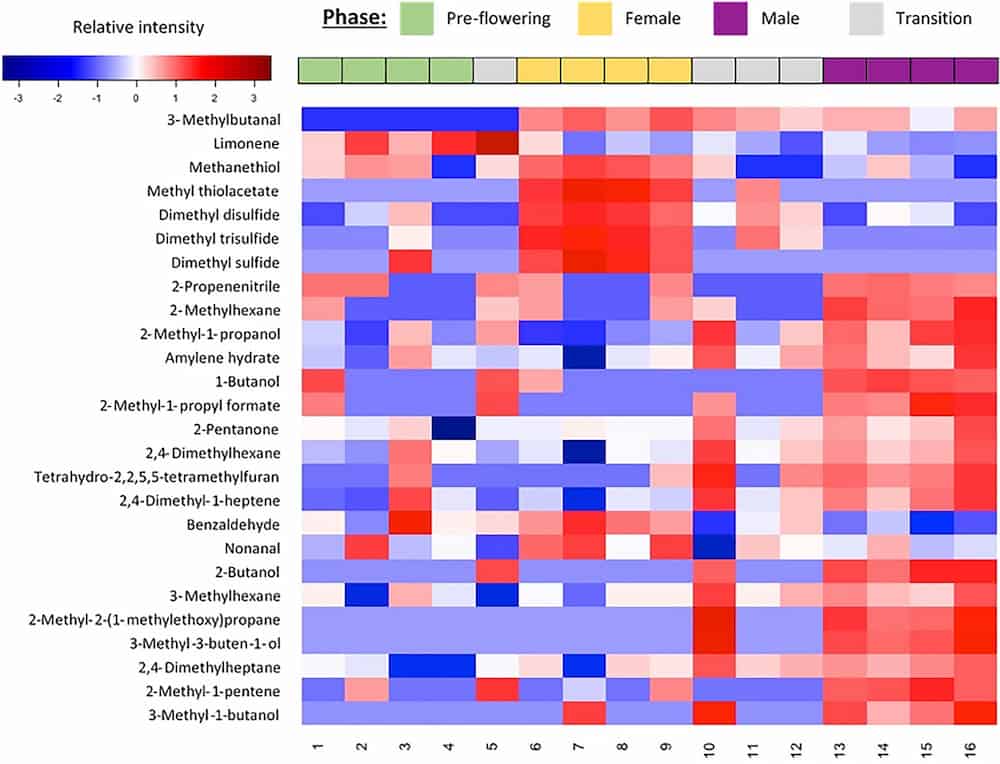 A patchwork of red and blue squares. One patch of red concentrates in the female part of the chart with sulphide chemicals. The male side of the chart has red boxes for aromatic compounds, and various alcohols.
