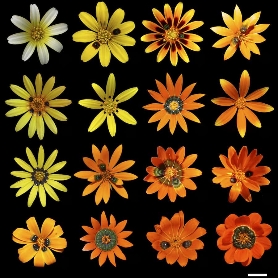 A four by four grid of daisies, from a pallid white in the top left, to a red orange in the bottom right. The display shows variety in petal shapes, number and appearance.