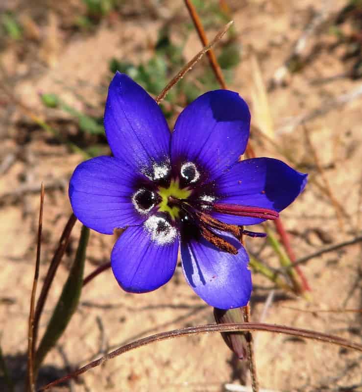 A striking deep violet-blue flower with six glossy, satiny petals that have a smooth, polished sheen catching the sunlight. Each petal shows subtle darker veining running from the center outward. The flower's center features a dramatic dark purple to nearly black throat with distinctive white crescent-shaped markings arranged in a ring pattern. From the center emerge prominent reddish-brown anthers tipped with yellow pollen on dark purple filaments. A yellow-green style rises from the very center. The single flower stands on a thin stem above narrow grass-like leaves, growing in sandy soil scattered with dried vegetation and small stones.