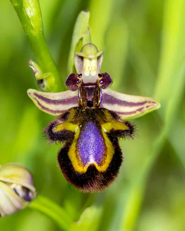 A mirror orchid flower with an extraordinarily shiny, metallic appearance. The lower petal, called the labellum, is rounded and velvety dark brown to black, covered in soft fuzzy hairs. At its center is a brilliant iridescent purple-blue patch with a glossy, mirror-like shine, bordered by a bright yellow horseshoe-shaped marking. The combination creates a pattern resembling a stylized insect. Above the labellum are pale greenish-purple petals with darker purple striping along their edges, spreading horizontally like wings. At the top is a hood-like structure in pale green with yellow markings. The flower grows on a green stem with long narrow leaves visible in the soft-focused green background. Another flower bud is visible to the lower left.