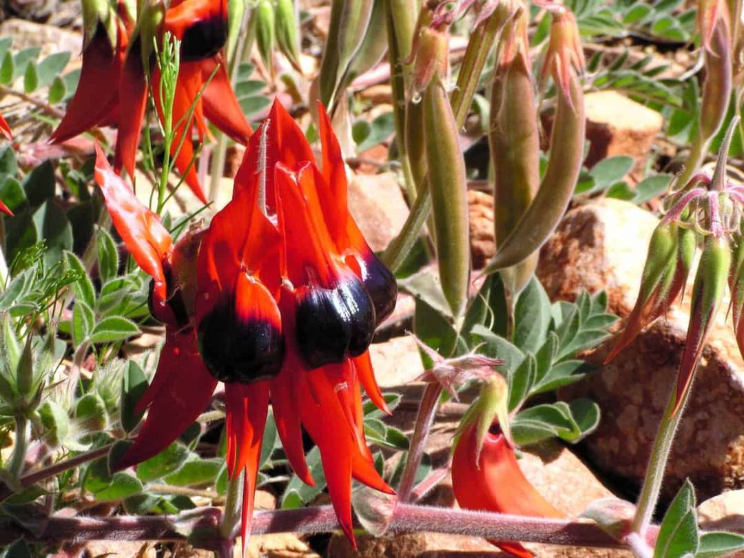 Bright scarlet-red Sturt's desert pea flowers with distinctive glossy, shiny petals that have a wet, lacquered appearance. Each pea-shaped flower features vivid red petals surrounding a large bulbous black center with a shiny, almost plastic-like finish. The flowers hang downward on thin stems above low-growing gray-green foliage covered in fine silvery hairs. The plant grows in sandy, rocky soil with pale stones visible around the base. The intense sunlight highlights the spectacular contrast between the brilliant red petals and the deep black central bosses.