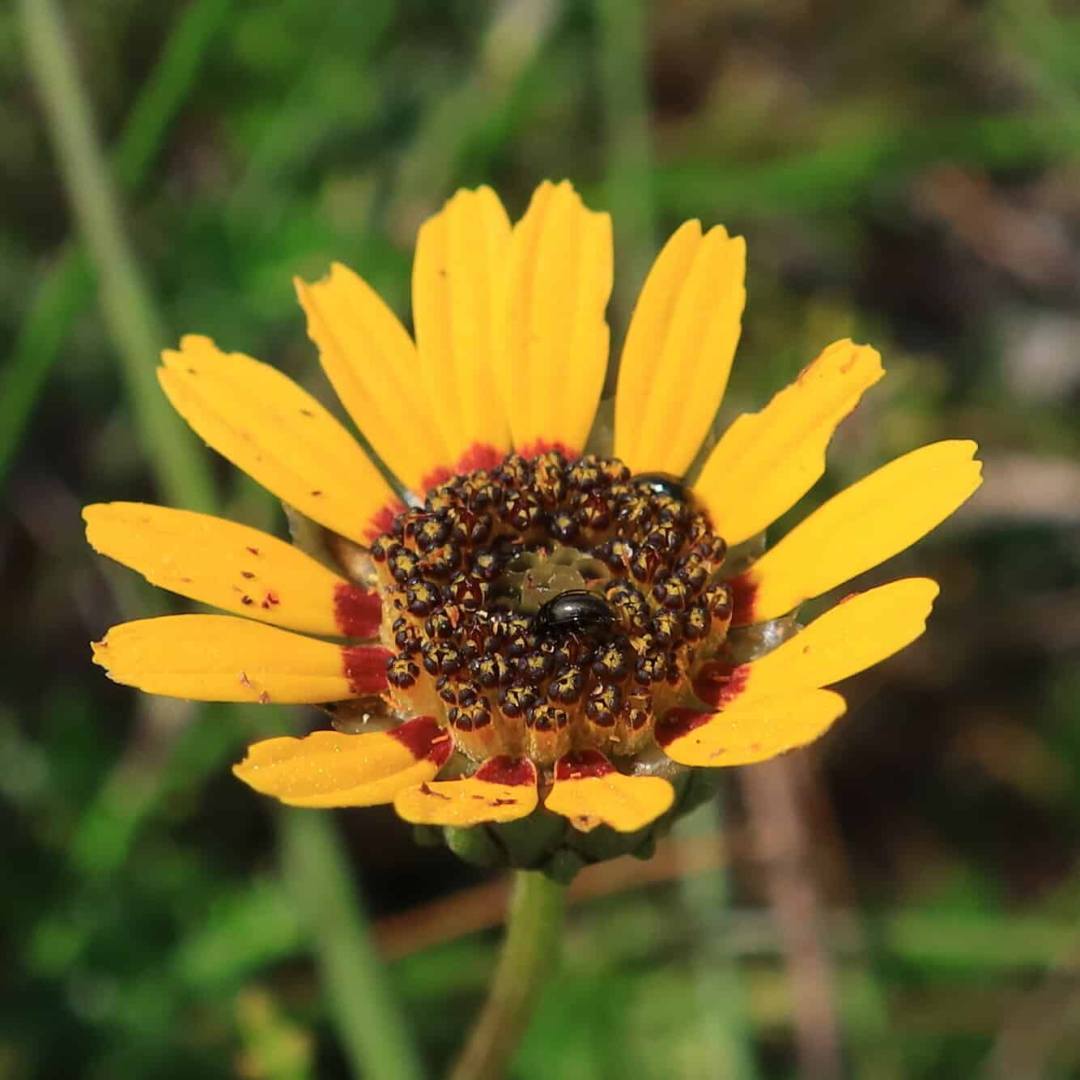 A daisy-like Ursinia anthemoides flower with bright golden-yellow petals arranged in a single ring around the center. Each petal has a glossy, slightly waxy sheen and shows subtle texture with tiny dark speckles. At the base of each petal is a distinctive deep red-burgundy blotch that creates a dark ring pattern around the center. The flower's central disc is raised and dome-shaped, densely packed with numerous tiny dark brown to black florets that have a shiny, bead-like appearance, interspersed with yellow pollen. A shiny black beetle is visible on the center disc. The flower is photographed from directly above against a soft, blurred background of green foliage.
